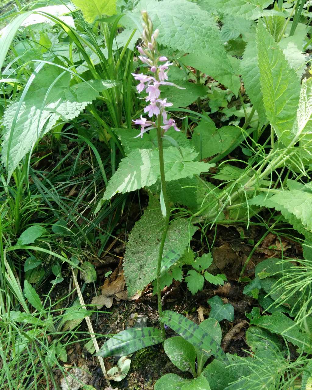Dactylorhiza maculata subsp. fuchsii